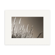 Toe Toe - RP084 is a black and white photo by Reuben Price showing feathery grass blowing in the wind against a plain sky. Presented in a white mat frame, this New Zealand print is produced on archival quality matte paper.
