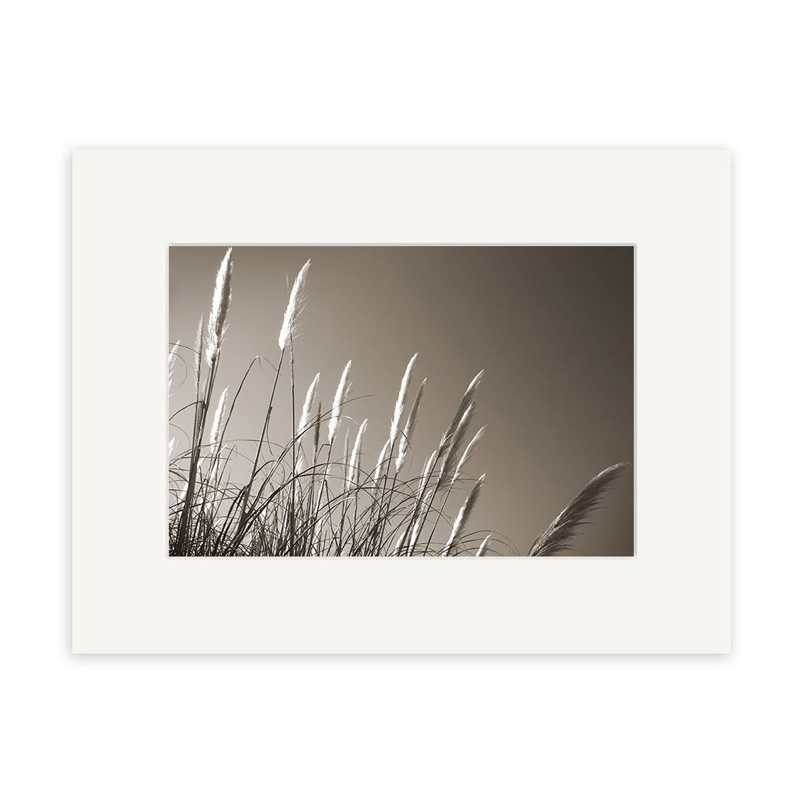 Toe Toe - RP084 is a black and white photo by Reuben Price showing feathery grass blowing in the wind against a plain sky. Presented in a white mat frame, this New Zealand print is produced on archival quality matte paper.