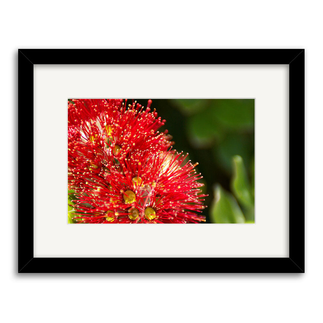 The Pohutukawa - RP129 is an archival-quality photographic print from New Zealand, featuring a close-up of a vibrant red pōhutukawa flower with yellow tips, framed in black with a white mat against a blurred green background.
