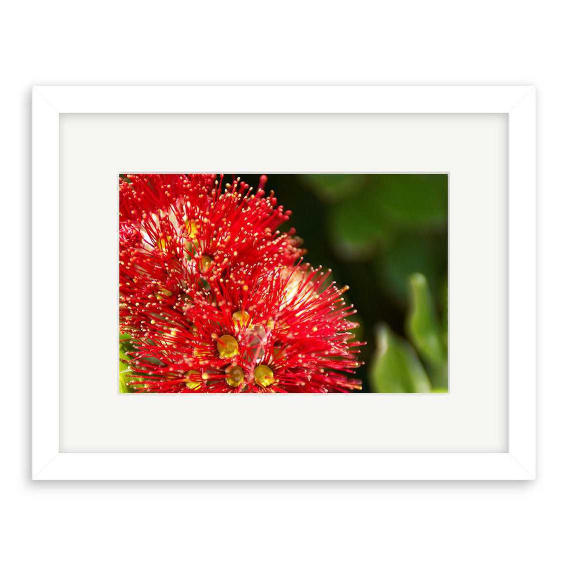 The Pohutukawa - RP129 is a framed photographic print of a vivid red New Zealand pohutukawa flower with yellow tips and green buds, set against a soft green background. White frame and mat board complete this archival-quality artwork.