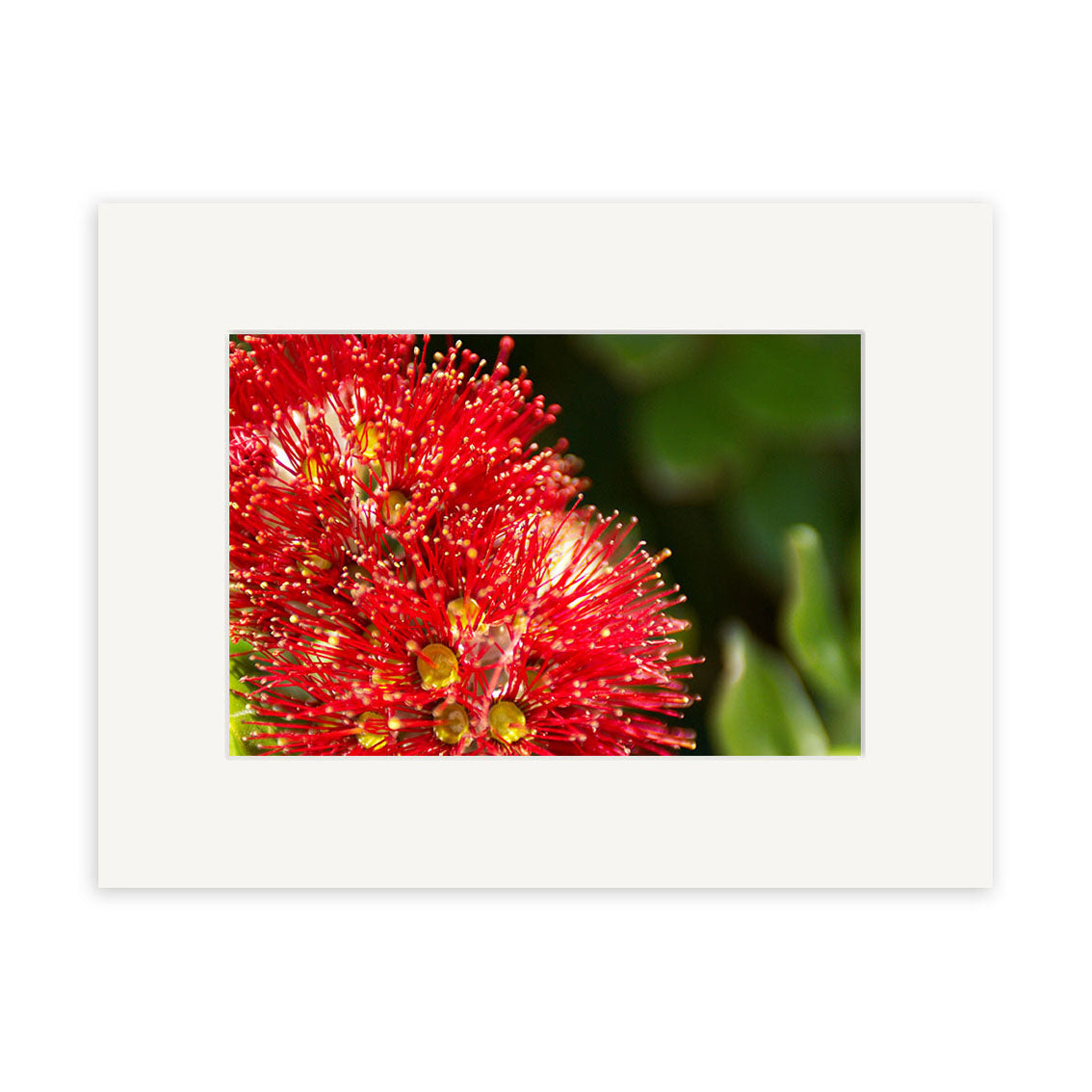 A close-up photo of a red pohutukawa flower with yellow tips and green foliage, showcased in a white mat frame. Pohutukawa - RP129 is an archival quality print celebrating a beloved New Zealand symbol.