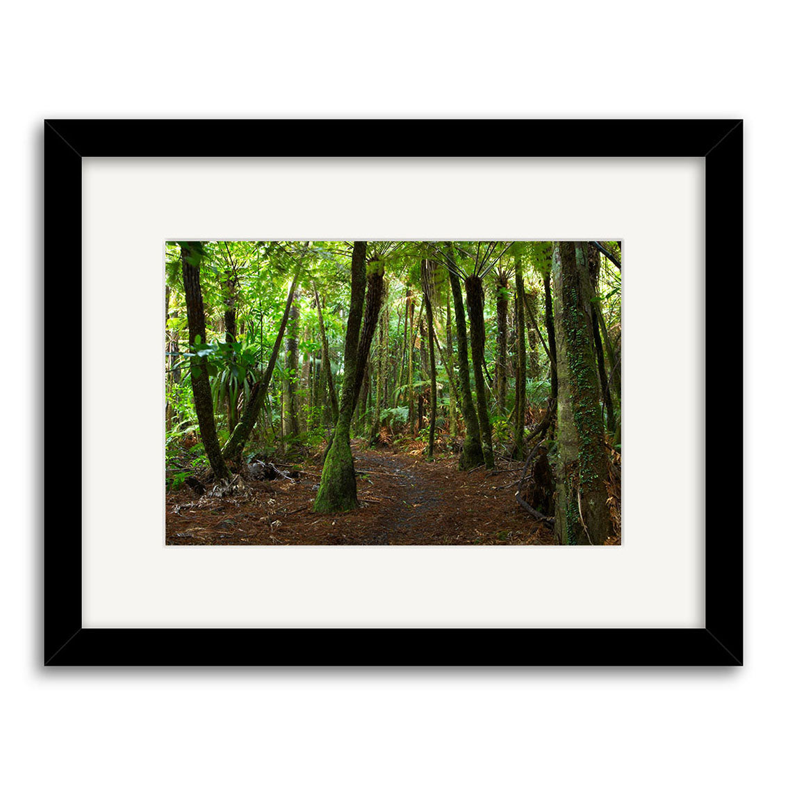 Waitakere Bush - RP130: A framed photograph of a New Zealand forest path with tall green trees and sunlight. Printed on archival-quality matte paper, it features a black frame with a white mat.