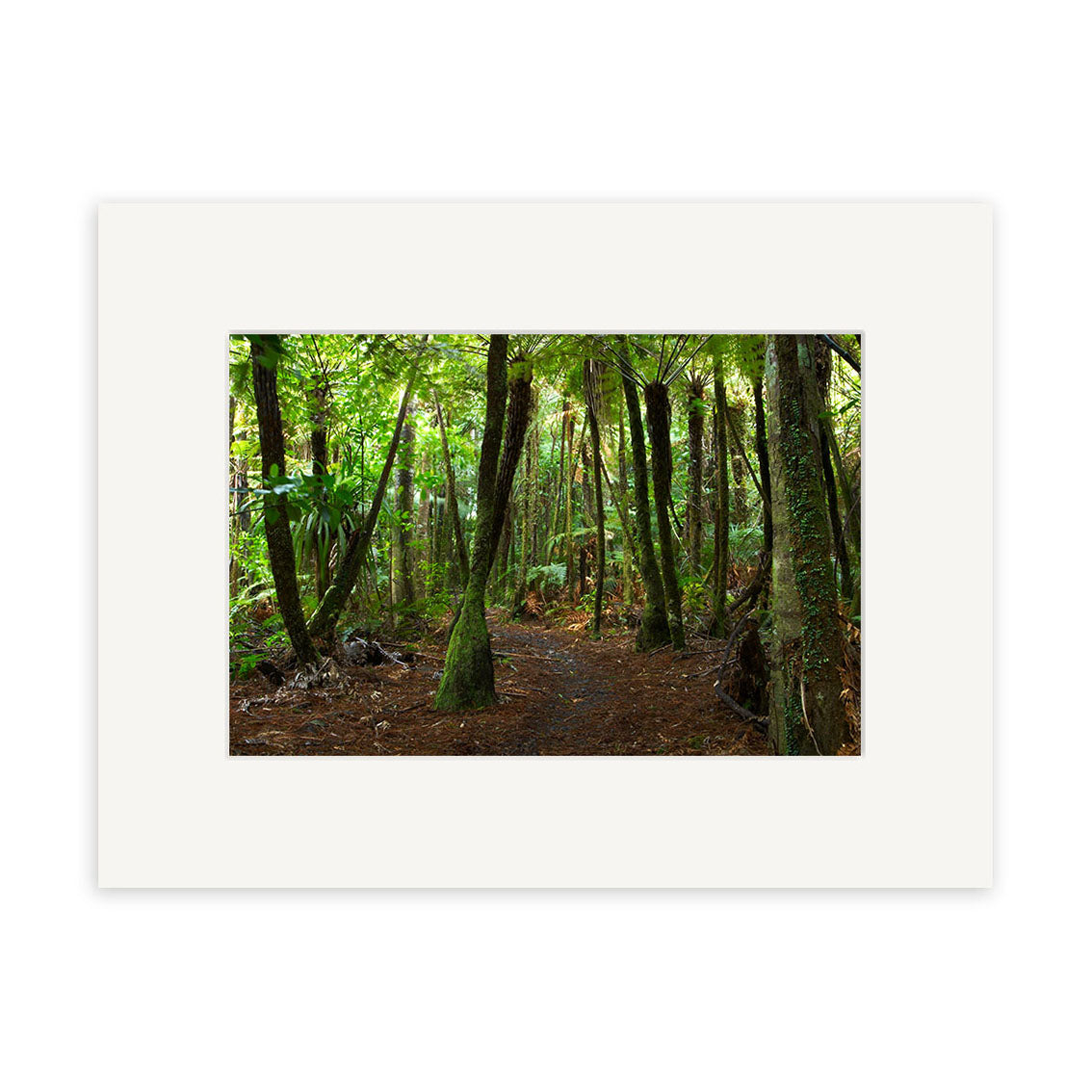 Waitakere Bush - RP130: A photo of a forest path in New Zealand, surrounded by green trees and sunlight. This stunning print is presented on archival quality matte paper with a wide white matte border.