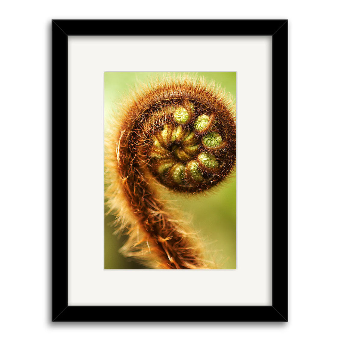 Koru - RP131: This close-up photo features a brown, fuzzy fern frond coiled in a spiral, set against a softly blurred green background. Presented in a black frame with white mat and printed on archival matte paper—it captures New Zealands beauty.