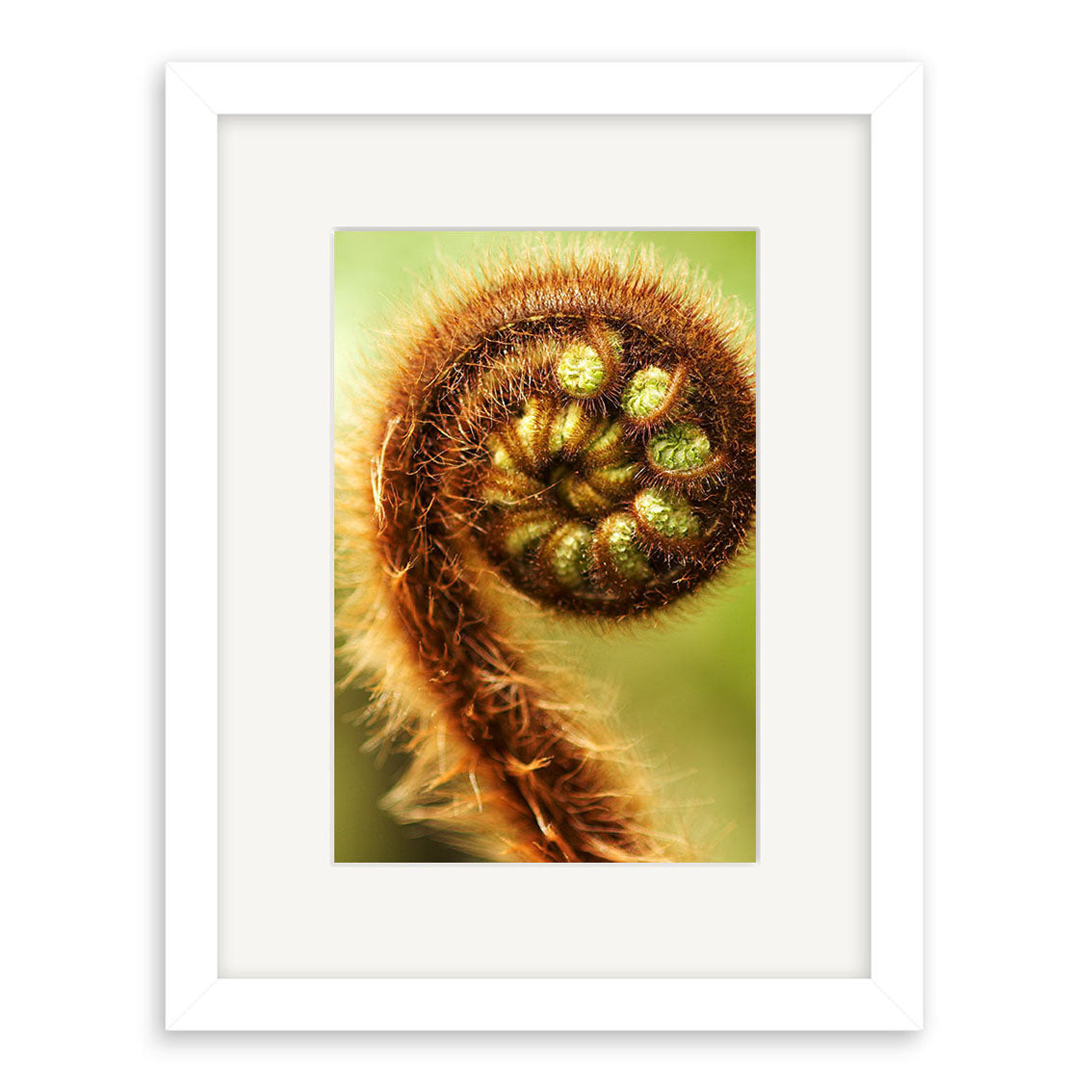 A close-up photo of a tightly coiled brown and green fern frond (Koru - RP131) with fine hairs, framed in a white mat and rectangular frame. Photographic prints use archival quality matte paper; the background is soft green.