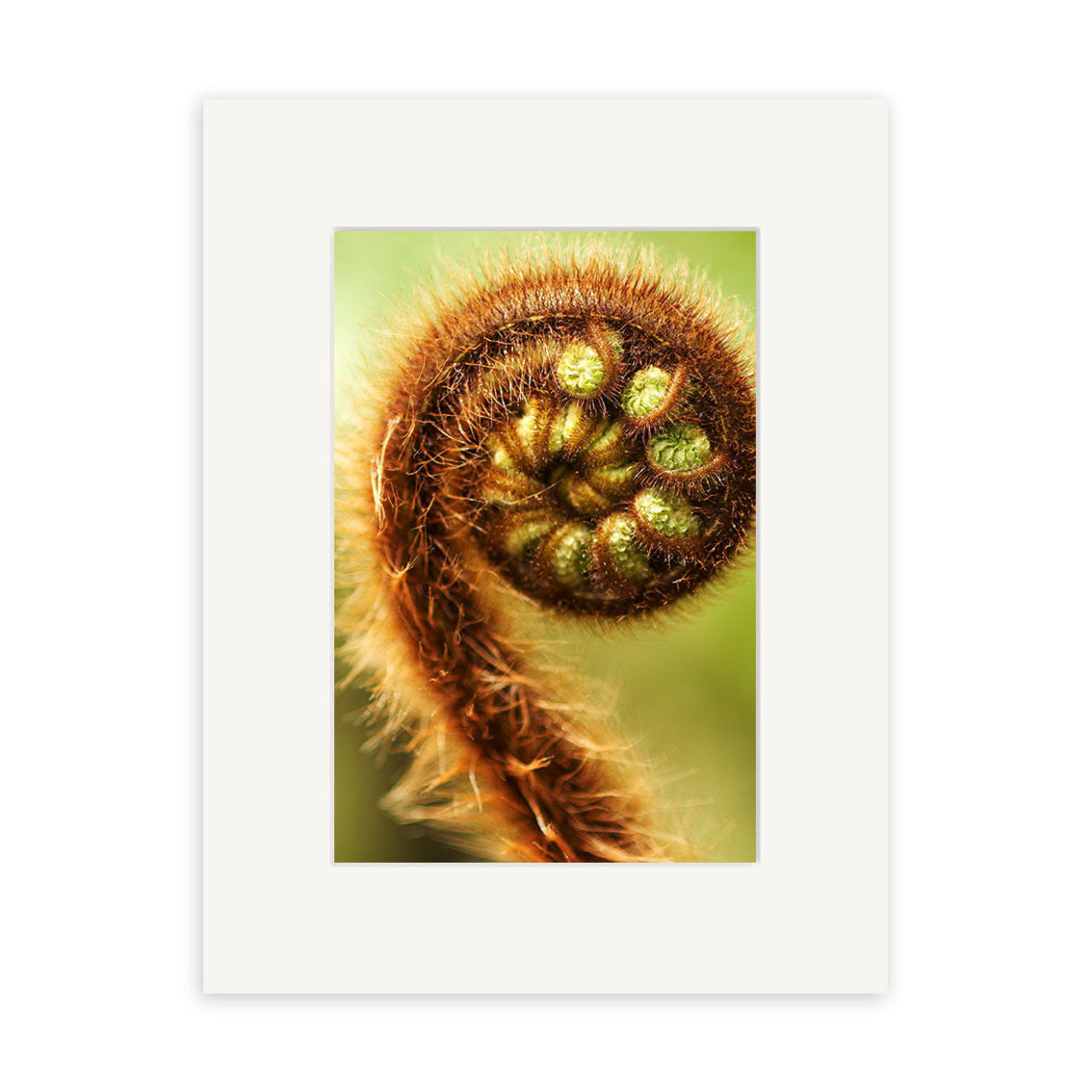 Koru - RP131: A close-up of a young, coiled fern frond with fuzzy texture and green buds, centered on white with a matte border—ideal for New Zealand-inspired prints on archival quality matte paper.