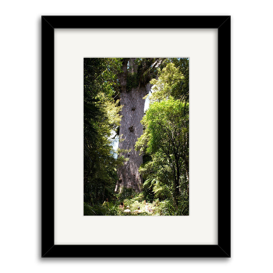 The Tane Mahuta - RP136 is a photographic print of a large New Zealand tree with textured bark, standing among dense foliage. Framed in black with a white mat, it’s produced on archival quality matte paper.