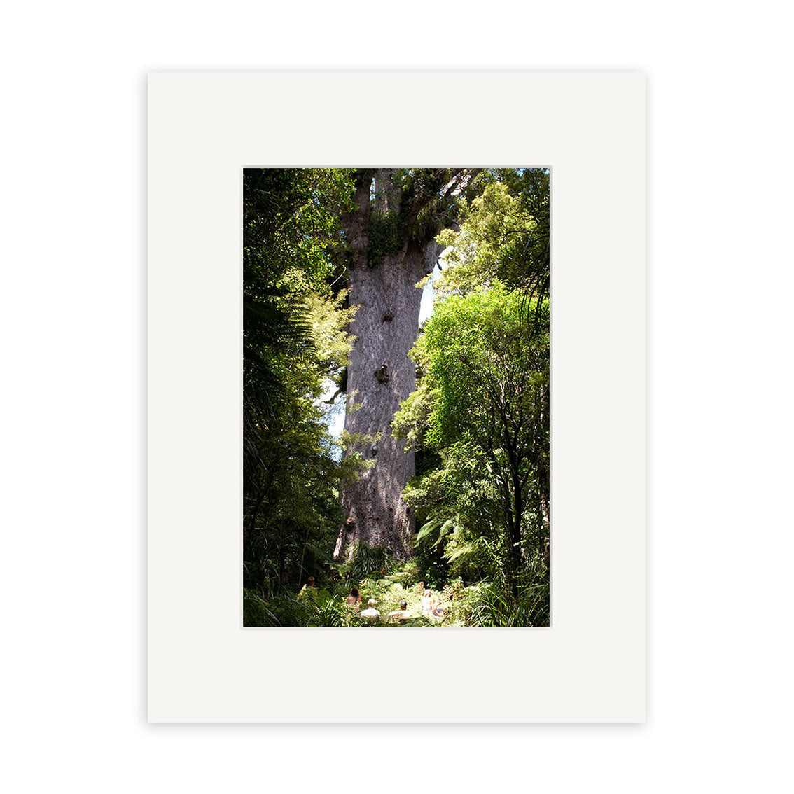 Tane Mahuta - RP136: This iconic New Zealand tree towers over dense green foliage, sunlight filtering through its thick branches. Available as archival quality matte photographic prints.