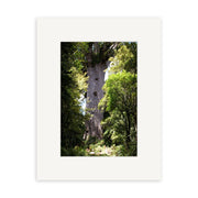Tane Mahuta - RP136: This iconic New Zealand tree towers over dense green foliage, sunlight filtering through its thick branches. Available as archival quality matte photographic prints.