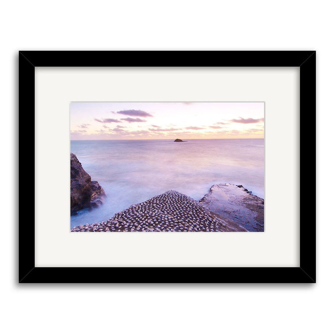 Muriwai Gannets - RP167: Framed photo of sunrise or sunset along New Zealand’s rocky shore, with calm water and a distant island under partly cloudy skies, beautifully printed on archival quality matte paper.