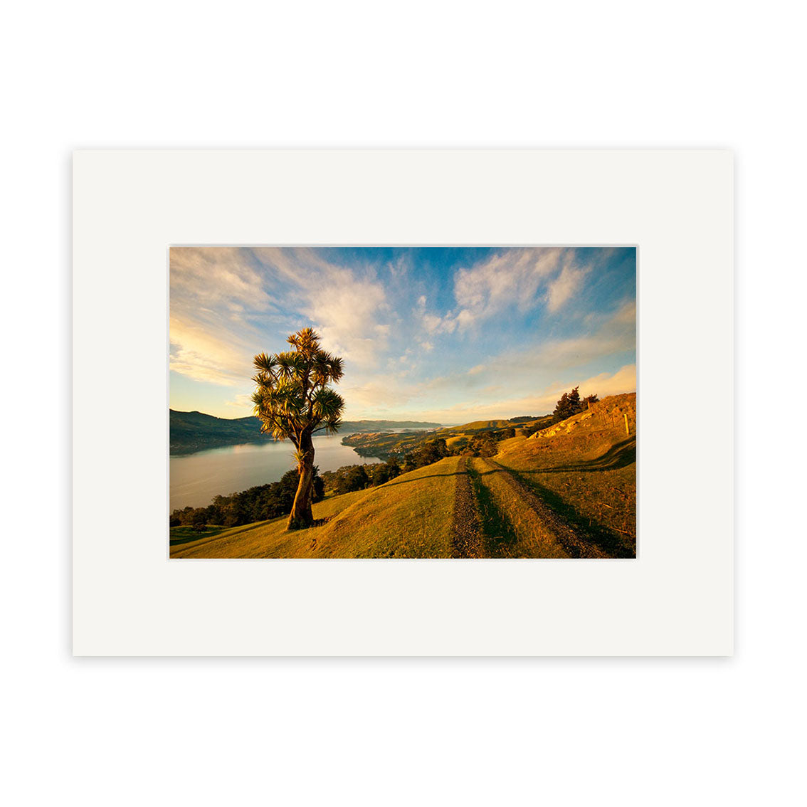 The Otago Peninsula - RP213 features a lone tree on a grassy hill above water, with rolling hills and New Zealand sky, beautifully captured as photographic prints on archival quality matte paper.