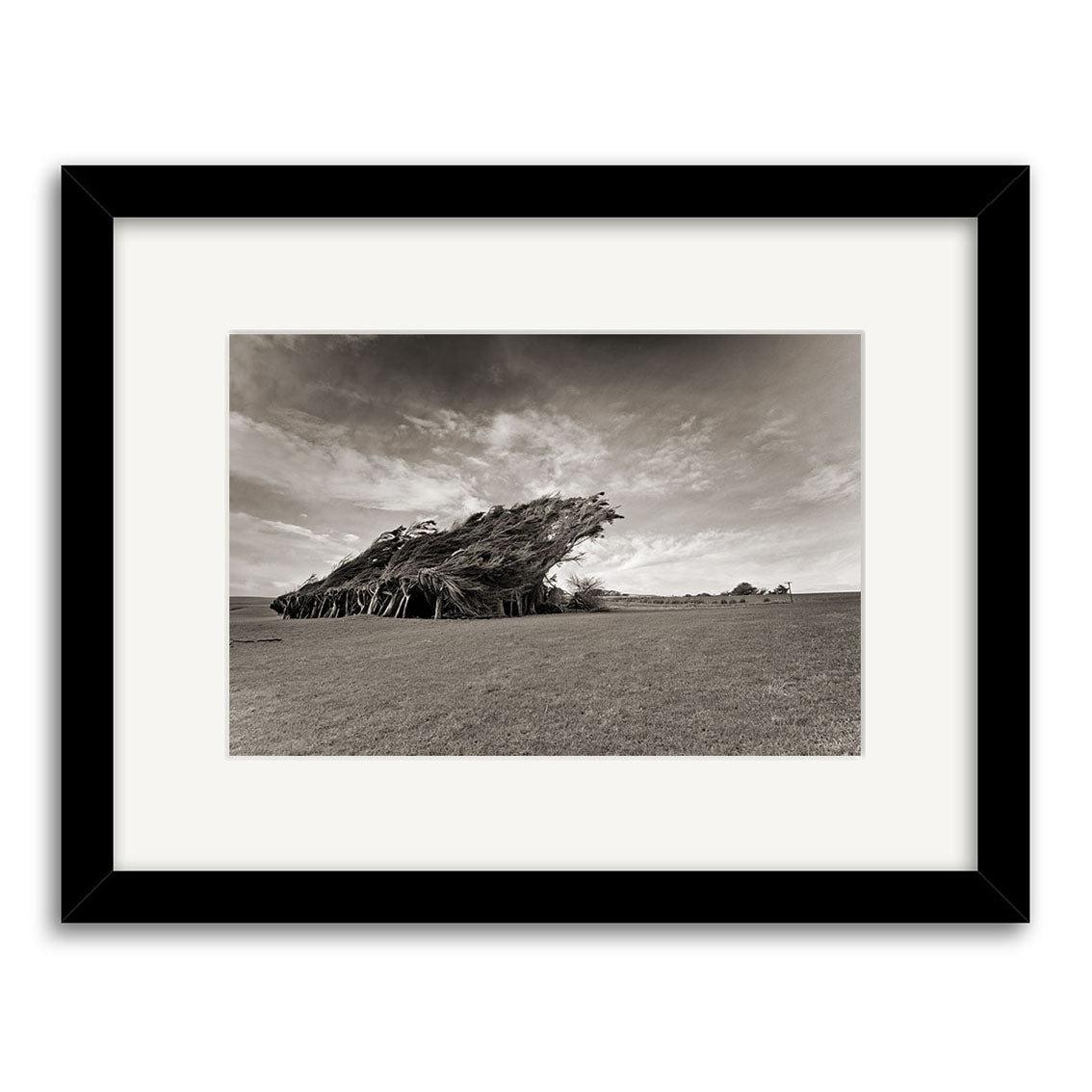 Slope Point - RP217: Black & white photo of a large windswept tree leaning in a grassy New Zealand field under clouds, presented in a black frame with white mat on archival quality matte paper.