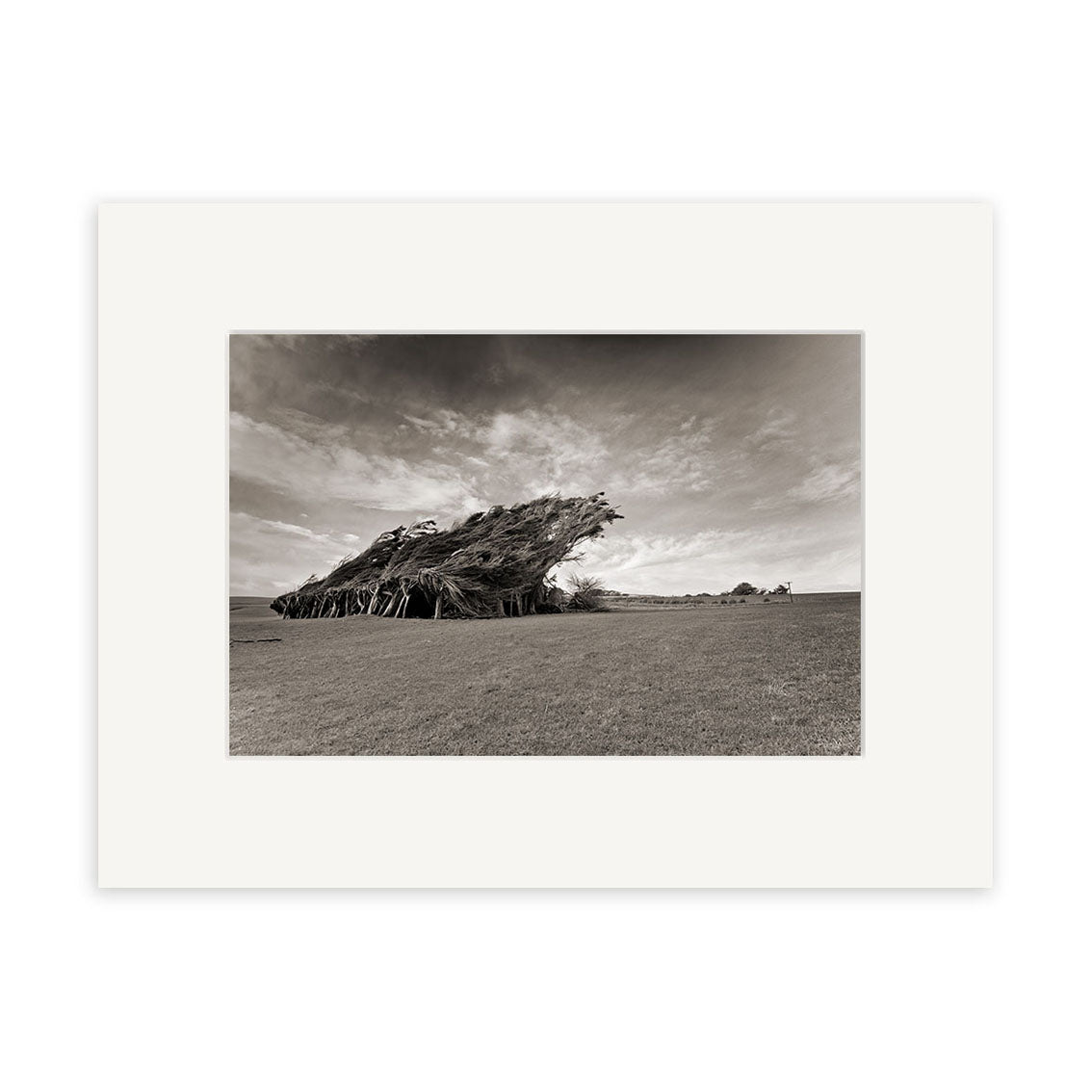 Slope Point - RP217: Black and white photo of wind-shaped trees on a New Zealand plain under a partly cloudy sky. Available as archival quality matte photographic prints.