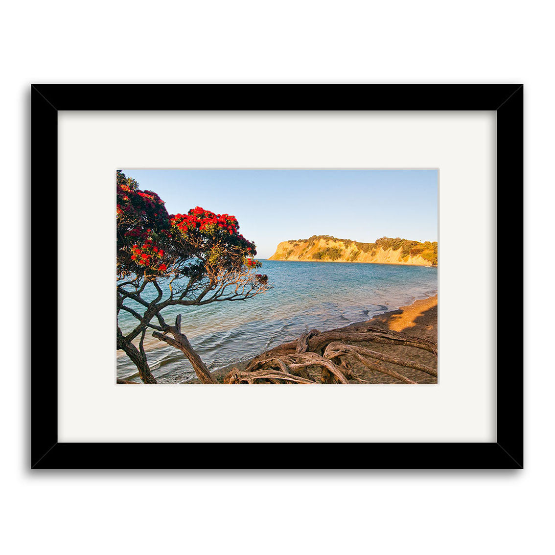 Army Bay - RP227: A framed photo by Reuben Price featuring a blooming pohutukawa, calm blue water, sandy beach, and rocky cliffs in coastal New Zealand—a stunning addition to his photographic prints collection.