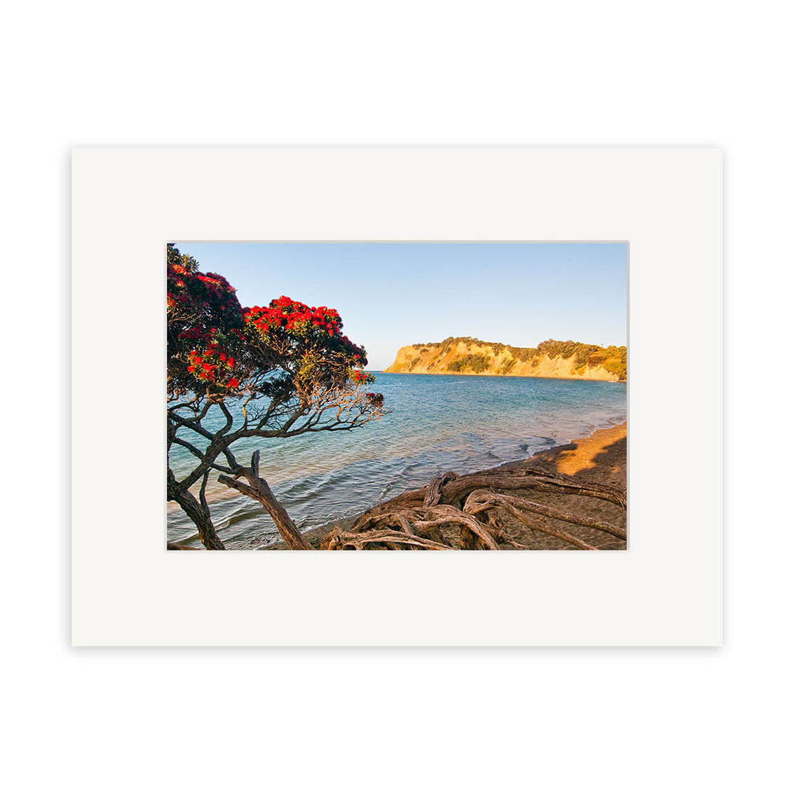 Experience Army Bay - RP227: a coastal scene with calm water, sandy beach, and a red-flowered tree in the foreground. A rocky sunlit cliff rises beneath clear New Zealand skies—captured in stunning photographic prints by Reuben Price.
