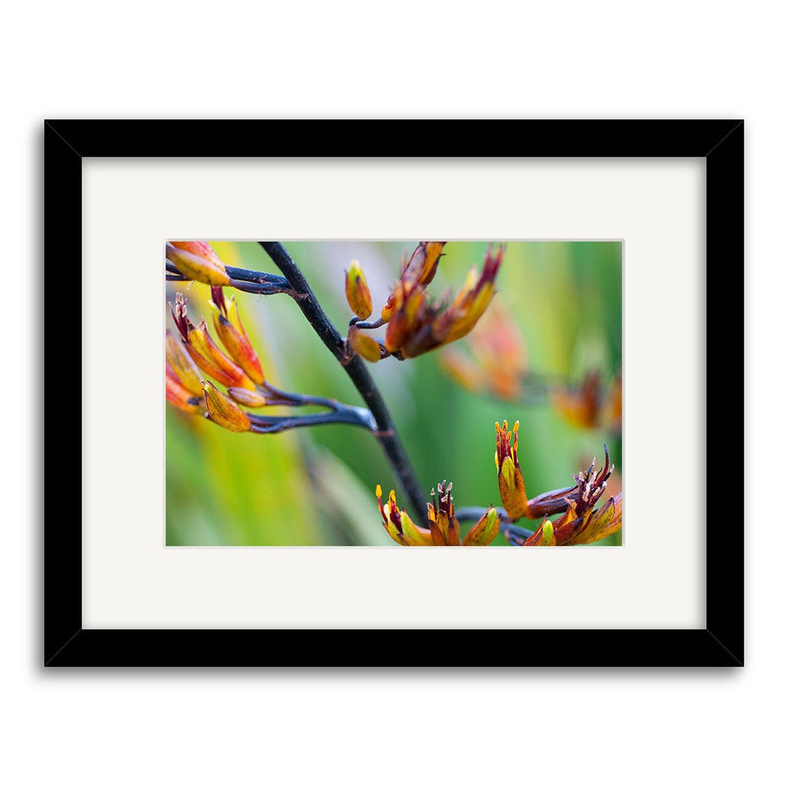 Harakeke Flower - RP234: A framed photographic print of vibrant orange and yellow New Zealand flowers on archival matte paper, set against a blurred green background. Includes black frame and white mat.