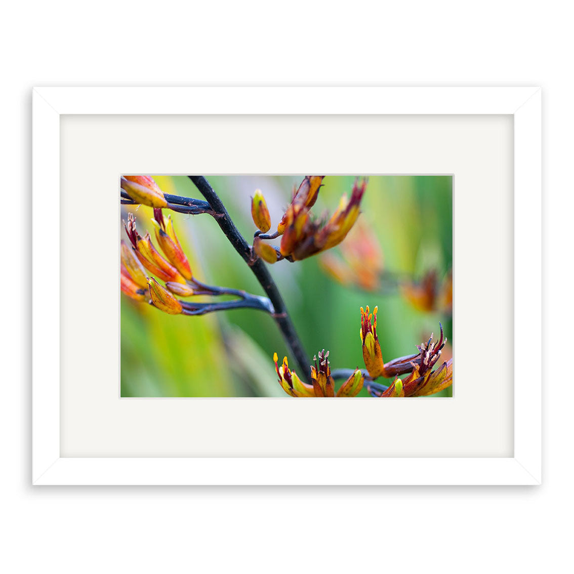 Close-up of yellow and orange Harakeke Flower - RP234 on green stems, set against a blurred background, in a white-bordered frame. Photographic print from New Zealand on archival quality matte paper.