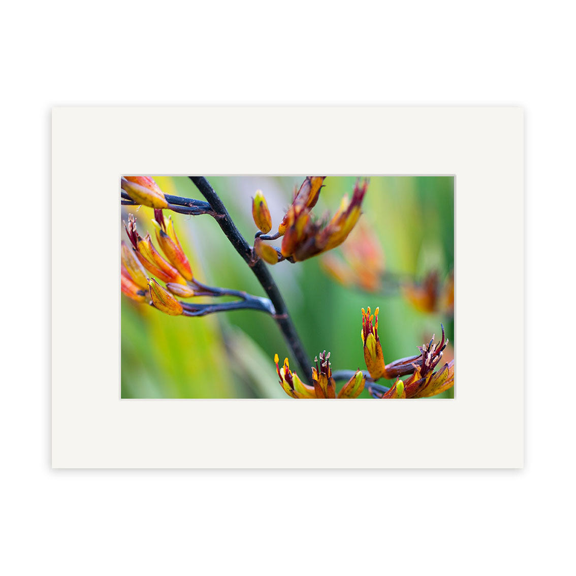 A close-up of orange and yellow Harakeke flowers on dark stems with a blurred green background, displayed in a white mat. Harakeke Flower - RP234 is a photographic print from New Zealand on archival matte paper for vivid detail and color.