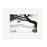 Black and white photo Narrow Neck - RP250 captures a New Zealand beach with a large tree branch shadow on the sand, calm ocean, and distant island. Available as photographic prints on archival matte paper.