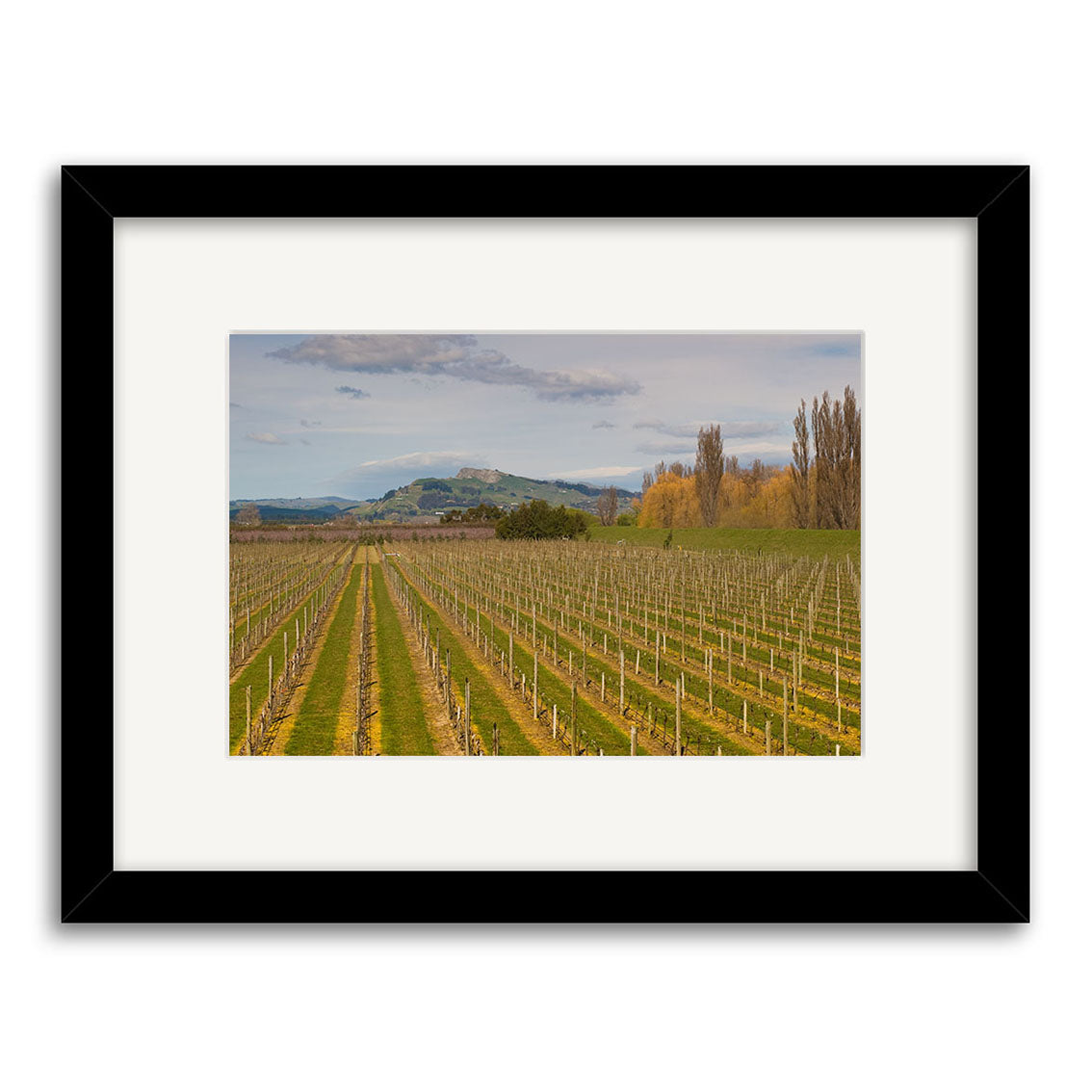 The Hawkes Bay Vineyard - RP256 is a framed photograph of a New Zealand vineyard with grapevines, leafless trees, and distant hills under a cloudy sky, printed on archival quality matte paper.
