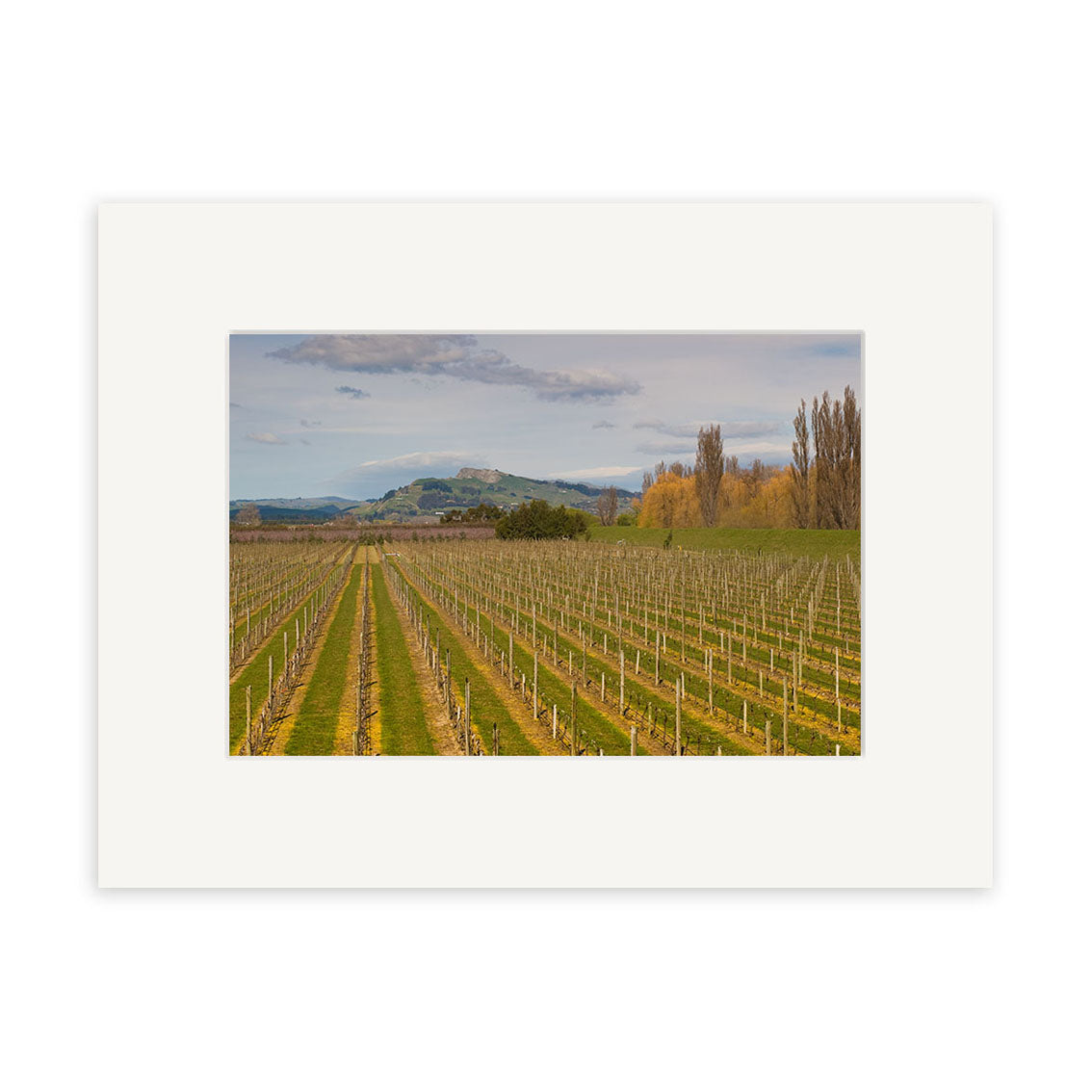 Hawkes Bay Vineyard - RP256: Rows of grapevines in New Zealand extend toward hills and trees beneath a cloudy sky. Available as photographic prints on archival-quality matte paper, framed with a white mat.