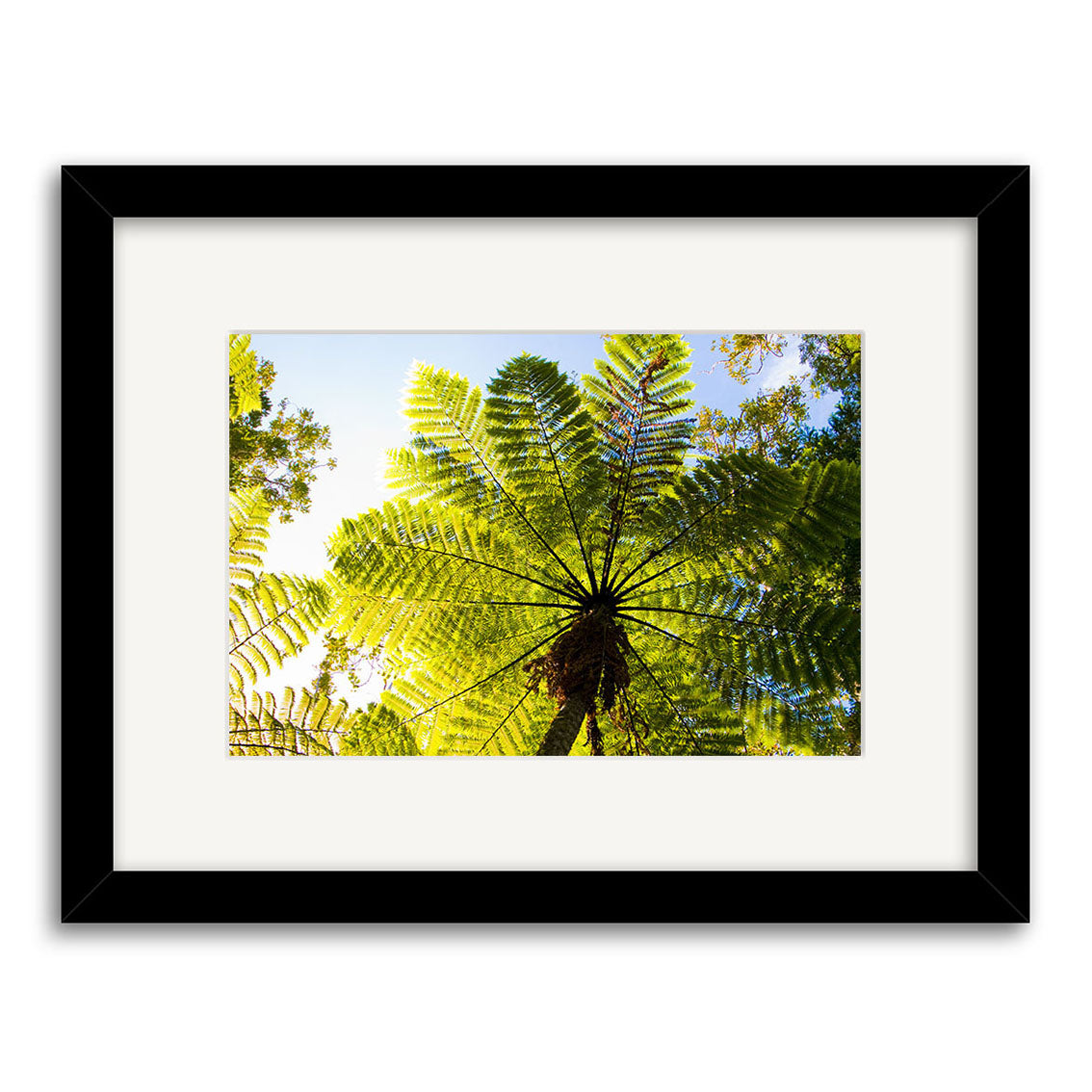 The Ponga - RP263 print features a striking view from beneath a New Zealand fern, sunlight glowing through green fronds against the sky. Presented in a black frame with white mat, this archival quality matte paper artwork stands out beautifully.