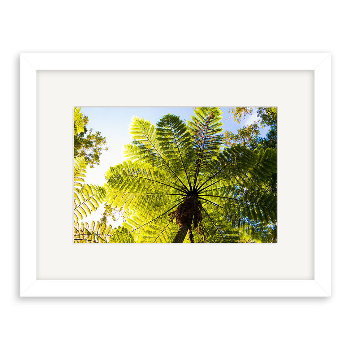 “Ponga - RP263: A photograph of a New Zealand tree fern viewed from below, showing sunlit green fronds against a blue sky. Presented as photographic prints on archival matte paper with a white mat and simple white frame.”.