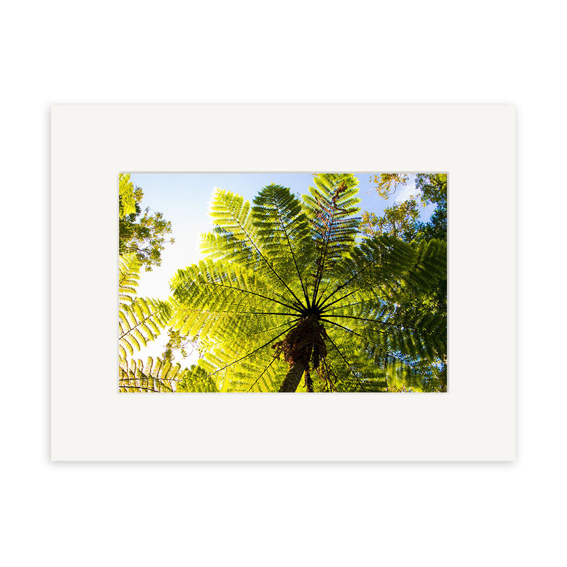 View looking up at the underside of a large New Zealand ponga fern tree with green fronds radiating against a blue sky, bordered in white. Ponga - RP263 available as photographic prints on archival quality matte paper.