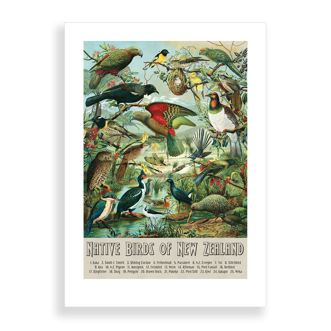 The Native Birds of NZ A2 Print showcases various native New Zealand birds in a vintage wall chart style, with their names listed below and Native Birds of New Zealand featured at the bottom.
