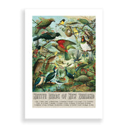 The Native Birds of NZ A2 Print showcases various native New Zealand birds in a vintage wall chart style, with their names listed below and Native Birds of New Zealand featured at the bottom.
