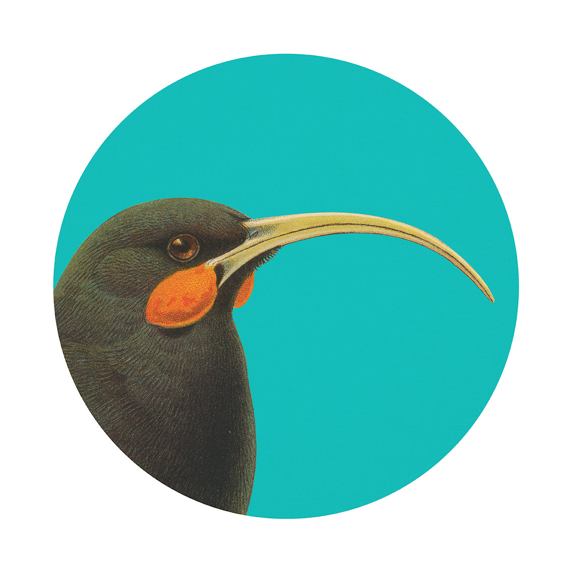 Bright Huia Art Spot features a profile illustration of a black-feathered bird with orange cheek patches and a long yellow beak on a turquoise circle—ideal repositionable wall art thanks to its special adhesive for easy decor updates.